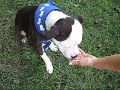rocky showing off his great sitting and shaking abilities. this precious baby needs a home!
