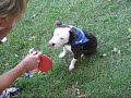 rocky showing off his great sitting and shaking abilities. this precious baby needs a home!