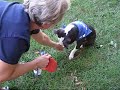 rocky showing off his great sitting and shaking abilities. this precious baby needs a home!