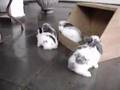 Mini Orelhinhas