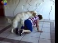 Dog Humping a Old Lady