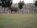 Lanceiro da Conceição - Cavalo Campolina o Grande Marchador 2 Lanceiro da Conceição - Cavalo Campolina o Grande Marchador 2