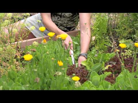 how to replant butter lettuce