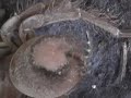 Amazing Tarantulas Vid-cast Amazing Tarantulas Vid-cast