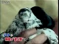 Pombo correio transporta drogas e celulares ao presídio