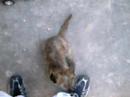 Pericles en accion 2