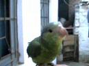 Pericles en accion 2