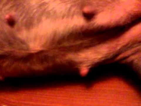 how to know if your dog is pregnant