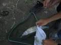 Pike fishing (Pesca al luccio)