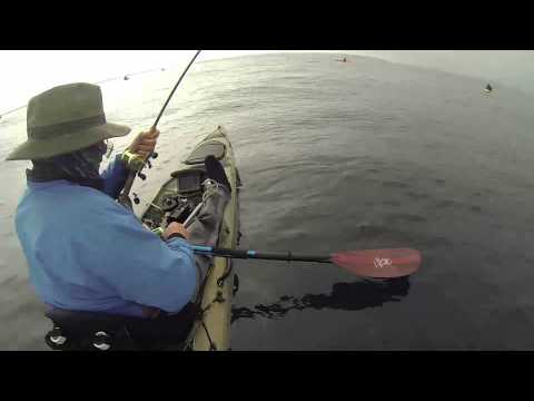 how to bleed yellowtail