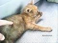 Lovely Kitty Lovely Kitty