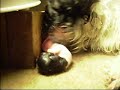 giving birth shitzu