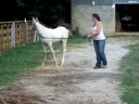 This is a beautiful bay fewspot foundation appaloosa colt by PJA Ghostwind Spirit (sire) and out of Arrows Bambi (dam). Charlie is for sale. www.pjappaloosaranch.com