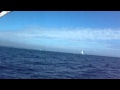 Nice sail on Lake Ontario: Catalina 25(1 month ago)
