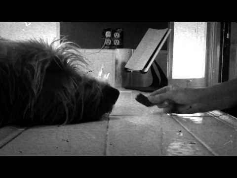 IRISH WOLFHOUND