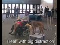 Service dog training | Sit Means Sit dog training