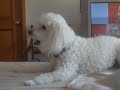 PERRITO PODLE TRATANDO DE HABLAR