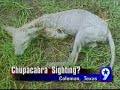 Chupacabras Chupacabras
