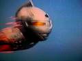 ♪ウルトラセブンの歌♪  Ultraseven Song