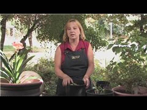 how to care for lupins after flowering