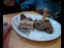 Mousse au chocolat (Façon ......... Crotte!!!)