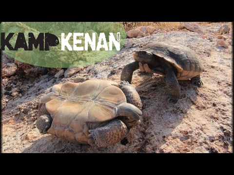 YouTube reptile video