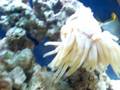 videos de Salt Water Tank (New Setup!) -Destination 40 Gallons