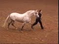 No. 1 Andalusian Mare in the Country, Millenia TCV