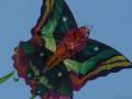 kites are fun