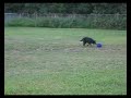 Happy Black Lab over Blue Ball