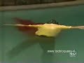 Ultimo capitulo Adrenalina Parte 1