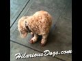 View Video