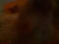 videos de Hamsters 