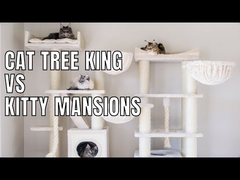 Cat Tree King vs Kitty Mansions Review