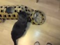 beide katzen
