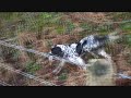 B�casse en Irlande