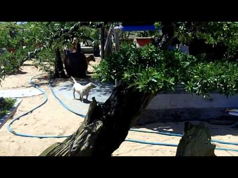 linh sam la hai 1