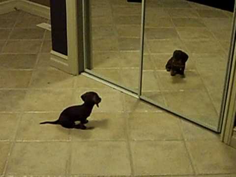 Puppies Youtube on Weiner Dog Puppies   My Mini Dacshund Puppy Playing With A Mirror