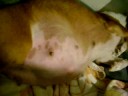 Puppies on The Way