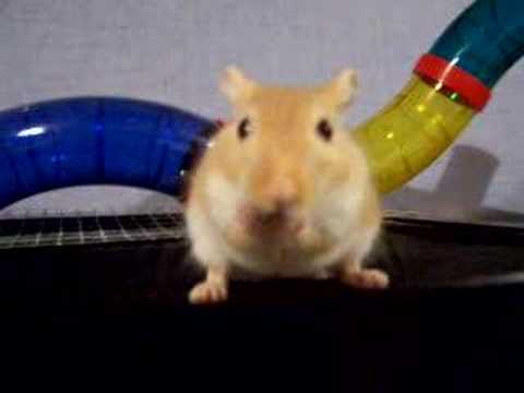Stroking a gerbil