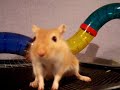 gerbil gerbils pets uk animals england