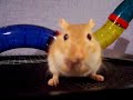 Stroking a gerbil