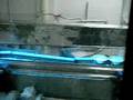 videos de Linea leche condensada