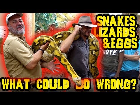 YouTube reptile video