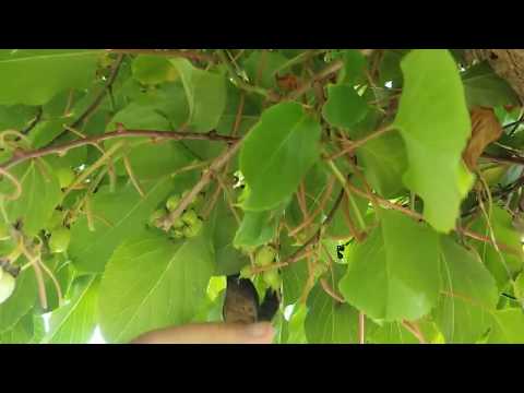 video-linktoworks-🥝HOW TO PRUNE KIWI VINES🥝