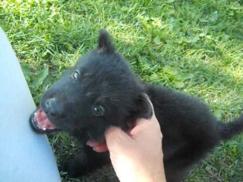 flame at 4 weeks of age