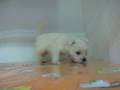 videos de Westy Hembra STA REF:183