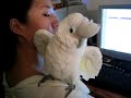 seriously.... how do cockatoos defend themselves in the wild?  We tried teaching Kalin to avoid our feet or stuff falling to the ground since she loves to walk on the floor. Instead, she rans over and starts cuddling with our feet. Finally we found something she's afraid of.