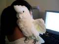 Kalin, the Goffins cockatoo, tries to scare off the monkey