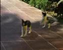 \"Friends\" - Cute Adorable Kittens Playing by TimurY \"Friends\" - Cute Adorable Kittens Playing by TimurY